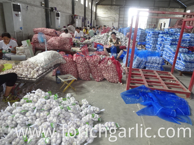 Regular White Garlic Best Quality